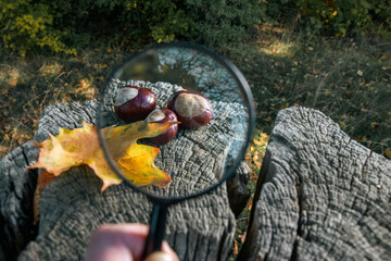 Ripe chestnuts and yellow autumn leaf through a magnifying glass, still life