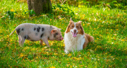 Naklejka na ściany i meble happy little piglet (kune kune) and australian shepherd dog in the garden