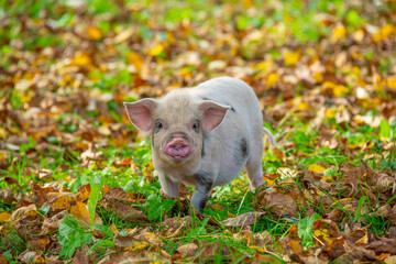 happy little piglet (kune kune) in the garden © Vera Kuttelvaserova