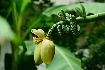 Musa basjoo (Japanese Banana) flower with fruits in Batumi city park