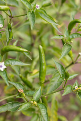 Fototapeta na wymiar Closeup of Organic Green Chili on Its Plant