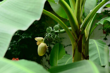 Musa basjoo (Japanese Banana) flower with fruits in Batumi city park