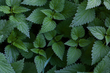 Nettle background, natural background for your works.