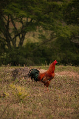 Galo no campo