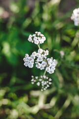 White yarrow flowers. Green leaves, bloom