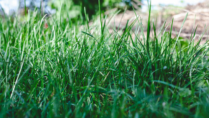 Obraz premium Fresh green lawn. Bright green grass