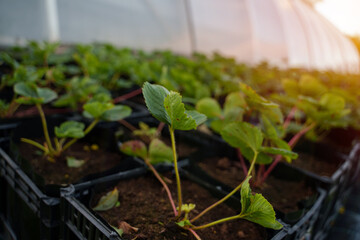 Closeup shot of green plants growing in farm near greenhouse.