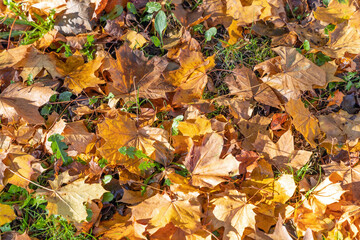 Autumn landscape. Autumn fallen leaves on the grass.