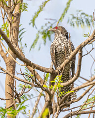 An Asian Koel female perching on a tree