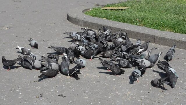 Pigeons in the city. The pack of pigeons looks for