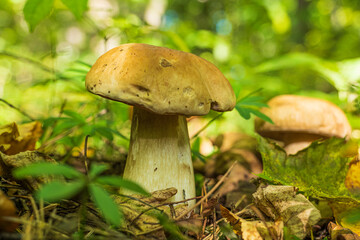Close-ups of a porcini mushroom on the forest floor