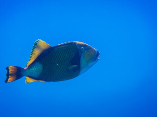 Naklejka premium large green triggerfish in deep blue water during diving