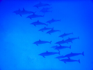 school of dolphins in blue water in the red sea