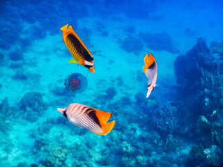 three fished swim around a jellyfish to eat in the red sea