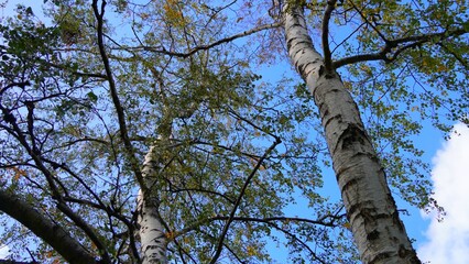 Fototapeta premium tree and sky