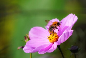bee on a flower