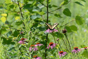 Eastern Tiger Swallowtail Butterfly On Coneflowers
