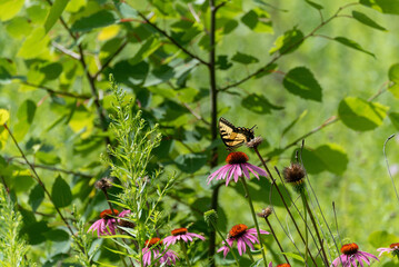 Eastern Tiger Swallowtail Butterfly On Coneflowers