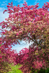 Pink flowers. Blooming branches of apple trees against blue sky in sunny spring day
