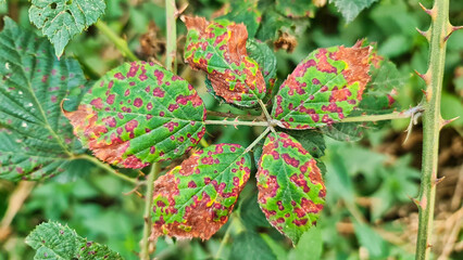 Die Blätter haben rote Flecken von einem Schädling oder einer Krankheit
