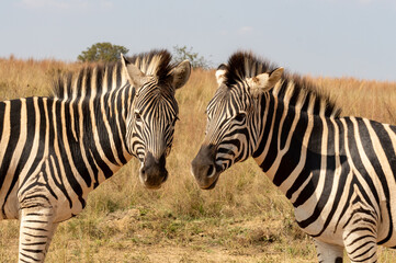 Fototapeta na wymiar Two zebra standing together and displaying their striking patterns