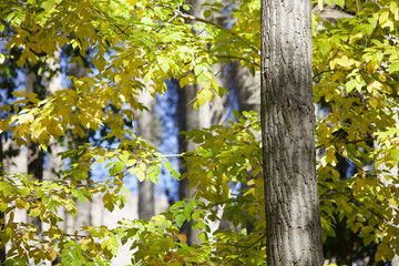 Close-up of a straight trunk of a Pamir poplar against a backdrop of bright autumn foliage. close-up of brightly sunlit trees and autumn leaves against a blue sky. Sun glare and shadows on the trees.