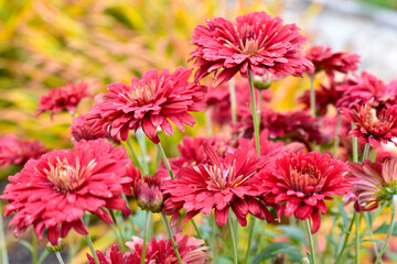 Large red chrysanthemum flowers in close-up. Beautiful chrysanthemums in the garden in summer.