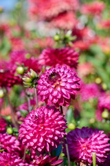 Dahlia Romantica in the garden