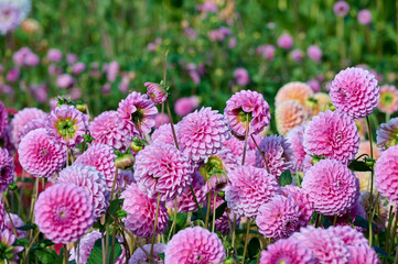 Field of pink dahlias in the sun with green background © H.A.Colijn