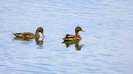 Juvenile Mallard ducks swimming in a pond at Roswell park in Roswell Georgia.