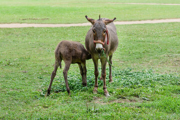 Naklejka na ściany i meble A mother donkey and her baby in farm. Two cute donkeys in the field