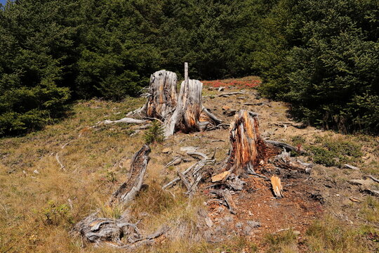 an old dead tree in a clearing