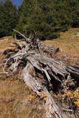 an old dead tree in a clearing