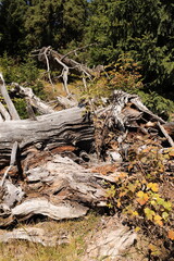 an old dead tree in a clearing