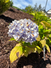 forget me not flower