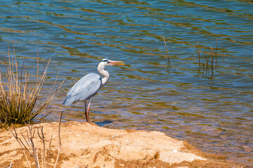 Wild gray heron standing at the shore of Oanob Lake in Namibia. Water in background.
