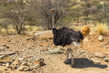 Ostrich at Lake Oanob Resort near Rehoboth in Namibia. Ground in the background.