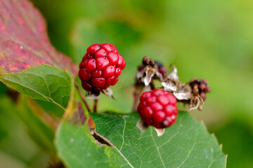 Macro photography of a plant: detail shot with background blur.