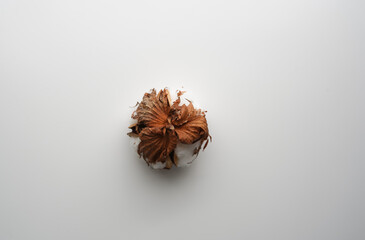 Back view of one dried ball of fluffy cotton plant with empty space