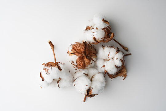 Fluffy natural cotton plant group, top view on white table in soft light