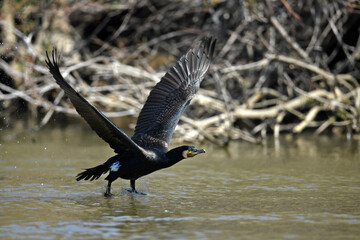 flying Great cormorant // fliegender Kormoran (Phalacrocorax carbo)