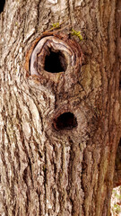 Macro photography of a plant: detail shot with background blur.