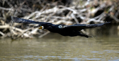 flying Great cormorant // fliegender Kormoran (Phalacrocorax carbo)