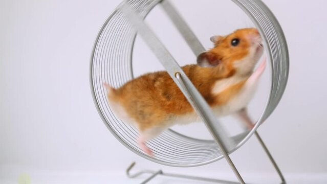 A red-haired Syrian hamster runs on a wheel. 
