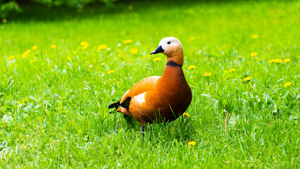Birds. The ruddy shelduck (Tadorna ferruginea) on green grass in sunny summer day