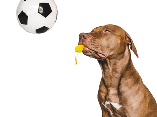 Charming, lovable puppy and referee's whistle. Preparing for the World Cup. Close-up, indoors. Studio photo. Concept of care, education, obedience training and raising pet