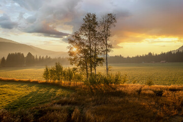 Aspen Trees During a Dramatic Sunrise. Seen in the historic Methow Valley with some fog and warm back light.