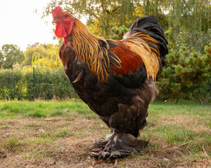 joli coq brahma géant, le coq brahma est une race de poule géante,