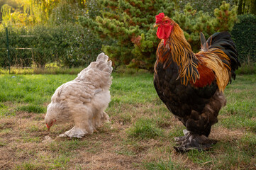 coq et sa poule, tous les deux de race géante, ils appartiennent à la race brahma, race ornementale de poules ornementale