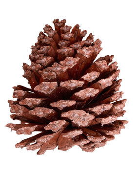 Isolated pine cone scene element; Pine cone object for composite photography